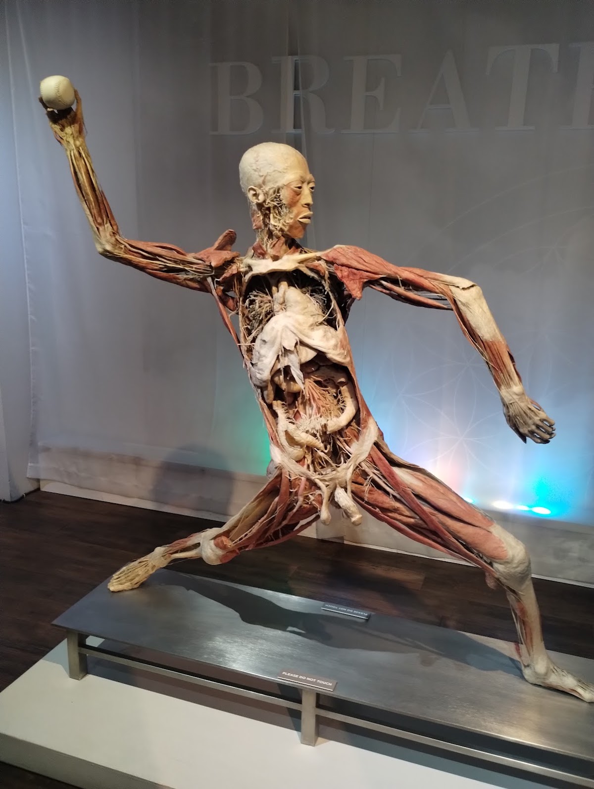 Bodies: The Exhibition at Luxor Hotel and Casino
